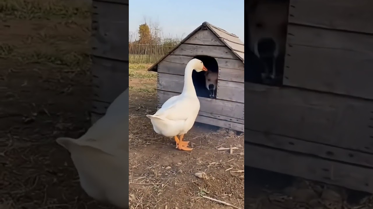 Angsa Iseng Banget 😂 #funny #bebek #angsa #dog #animals #meledak #petasan #kandang #anjing #kocak