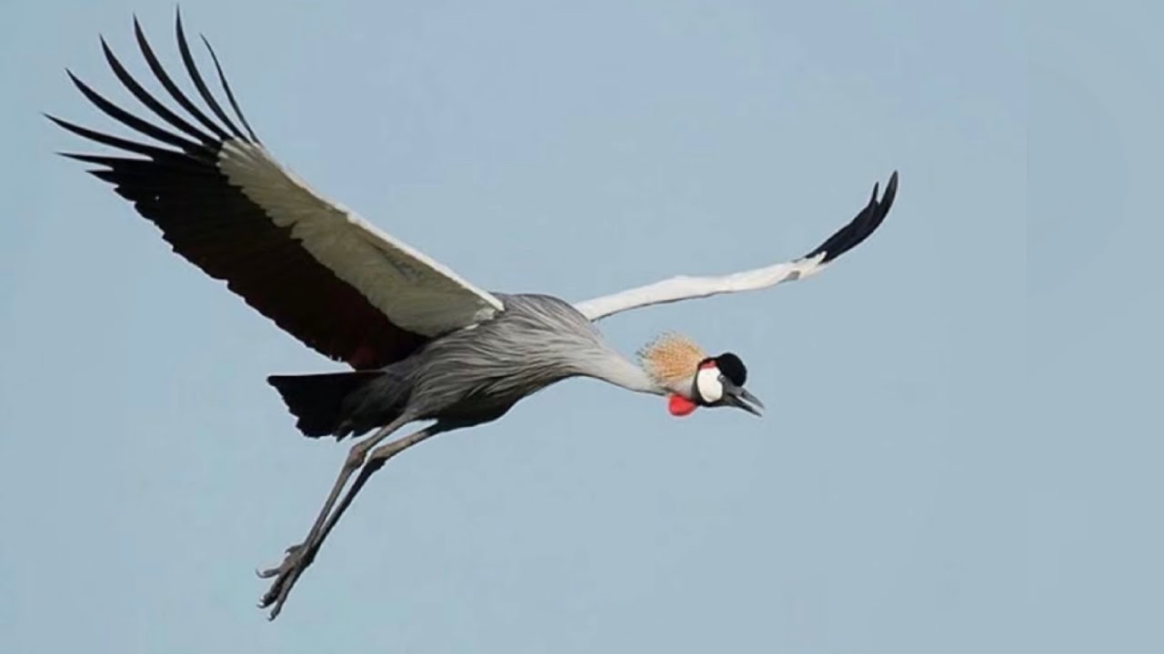 CRANE SOUNDS * What a Wonderful World * ANIMAL SOUNDS