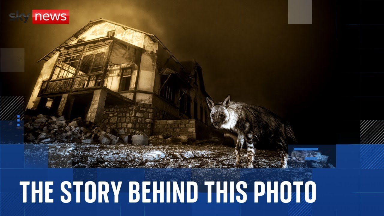 Wildlife Photographer of the Year 2025 award announced