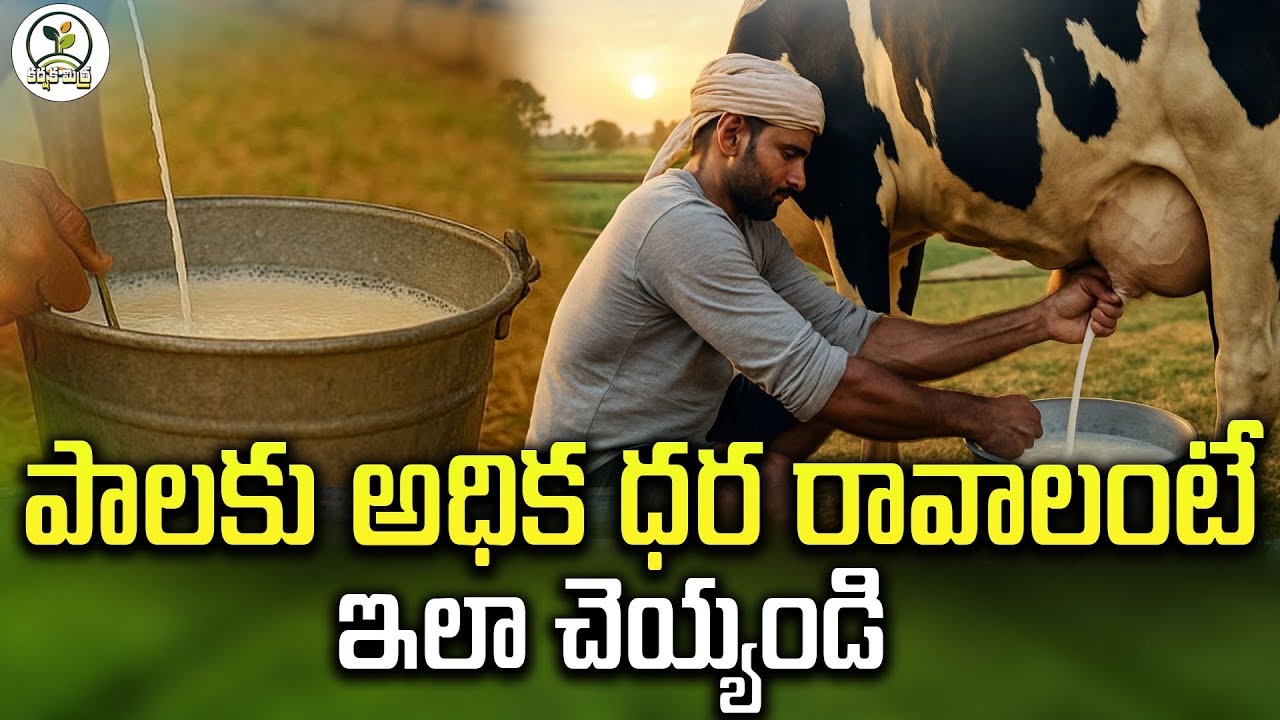 పాలకు అధిక ధర పొందాలంటే ఇలా చేయండి| High Milk Fat, Better Price Strategies in Dairy | Karshaka Mitra