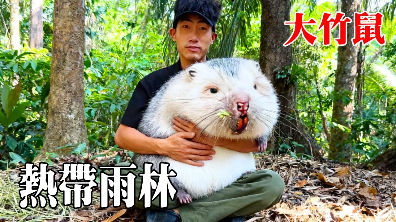 寮國熱帶雨林生存挑戰！捕捉到新鮮竹鼠，也見到生存數千年的穿山甲【探索兄弟】
