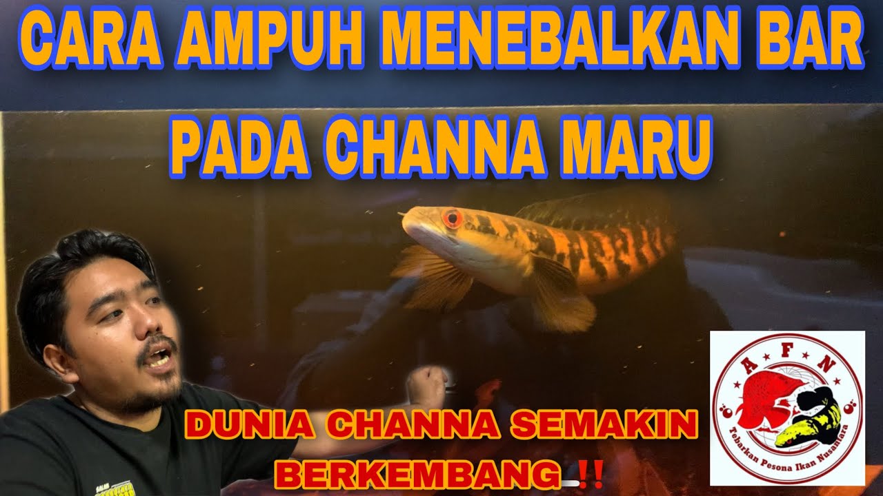 CARA MENEBARKAN BAR CHANNA MARU‼️ By @ekasetiawan_2six  JOS GANDOS GONDRONG MANGAP-MANGAP‼️