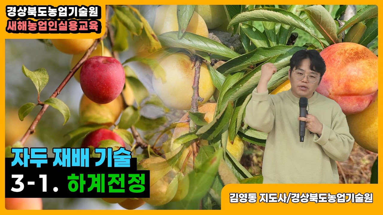 재두 재배기술 - 3-1. 하계전정
