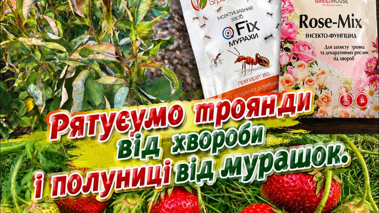 Троянди почали цвісти і почалися проблеми ... ХВОРОБИ І ШКІДНИКИ ТРОЯНДИ. 