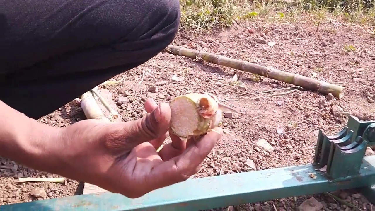ऊस कापणी मशीन | Sugarcane bud cutter | गन्ना कली काटने की मशीन