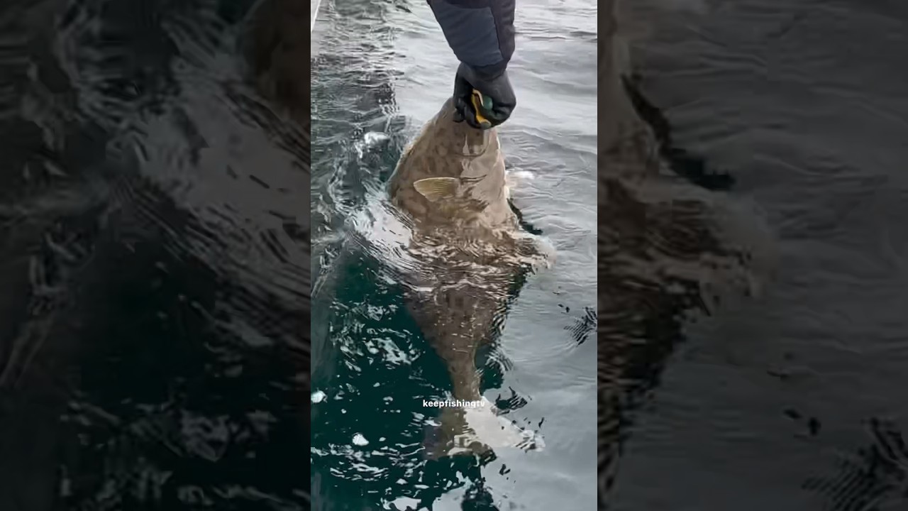how to catch halibut #heilbutt #heilbuttangeln #norwayfishing #fishing #halibutfishing #kveite