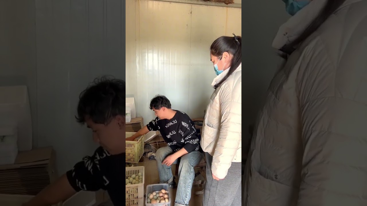 今天两位姐姐来鸡场体验捡鸡蛋，给他们煮了鸡蛋品尝，姐姐说鸡蛋很香，很好吃#优质农产品 #我的乡村生活 #农村生活日常