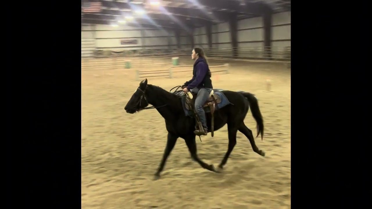 Consignment: Tex 3 year old quarter gelding 