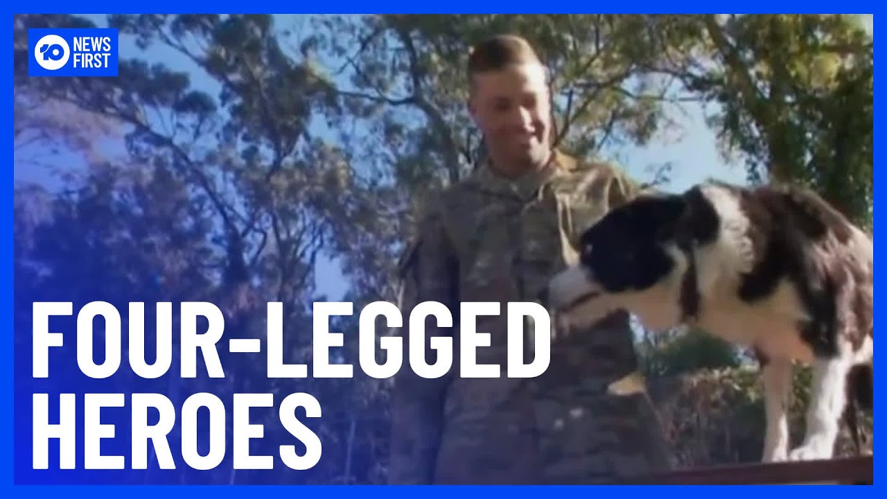 Australia's Defence Dogs To Be Honoured Ahead Of National Military Working Dog Day | 10 News First