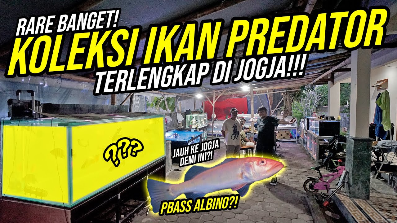 GOKIL!!! KOLEKSI IKAN PREDATOR TERLENGKAP HOBBIES YOGYAKARTA!!! - KOLEKSI PREDATOR UNIK DAN RARE!!!