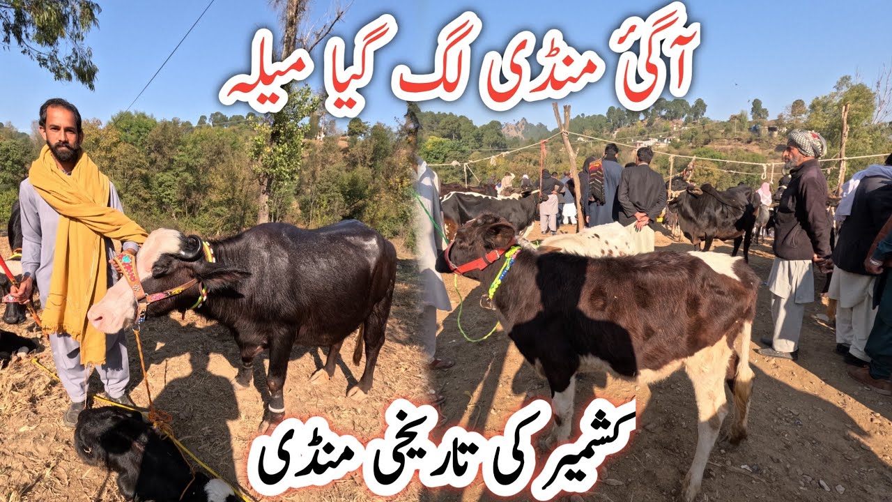 Largest animal market of azad jammu and kashmir || Dongi muvashi mandi 27 Nov 2024