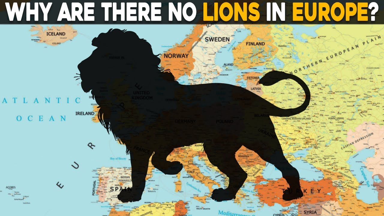 Why Are There No Lions In Europe?