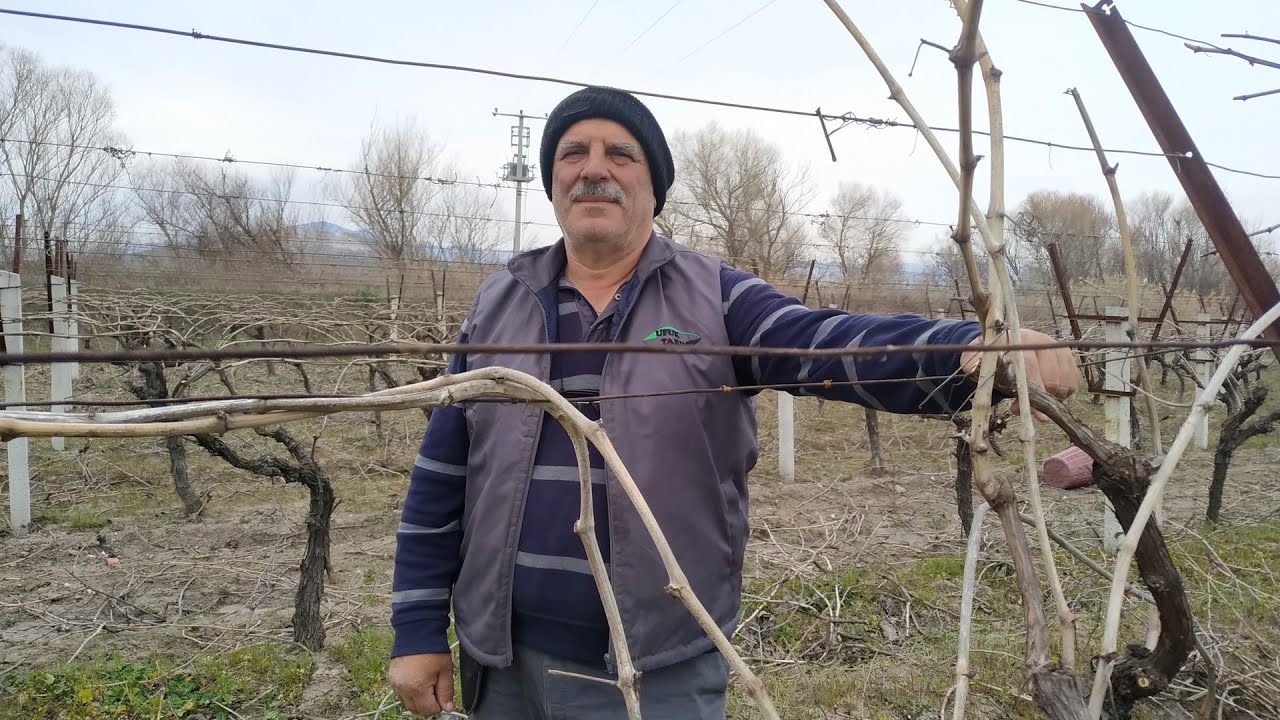 BAĞ DOLAMA AŞAMASI | YEDEK ÇUBUK NEDEN BIRAKILIR? 6 TELLİ BAĞ SİSTEMİ