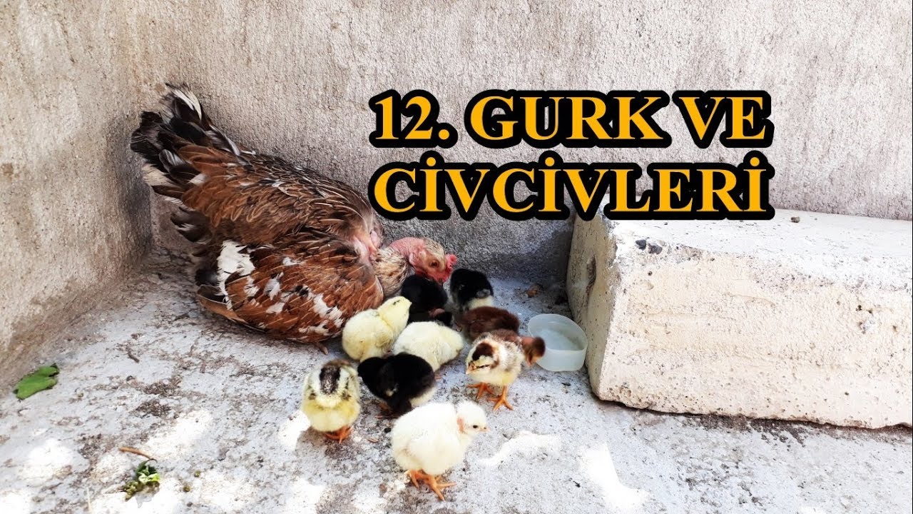 Civcivlerimiz Çıktı - 12. Gurk