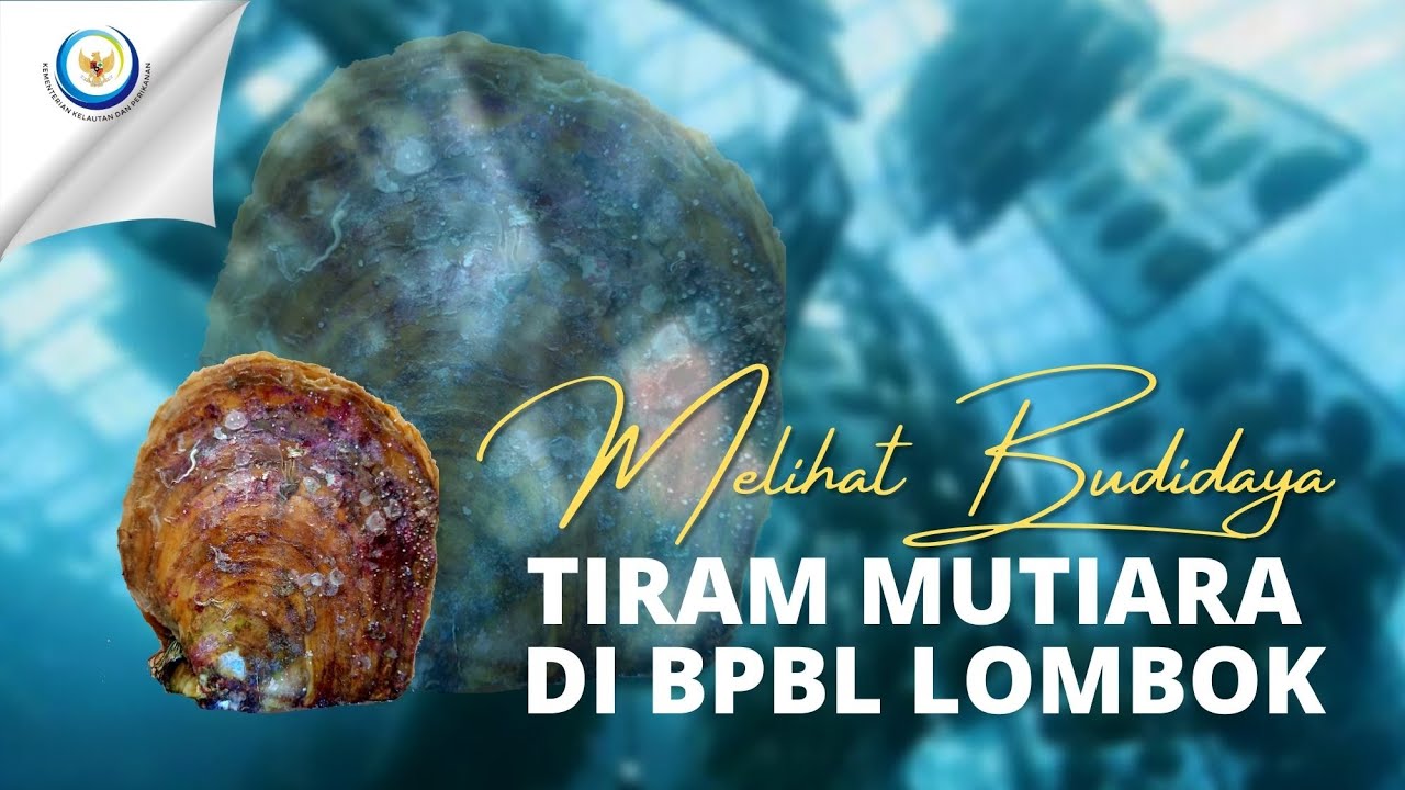 Melihat Budidaya Tiram Mutiara di BPBL Lombok