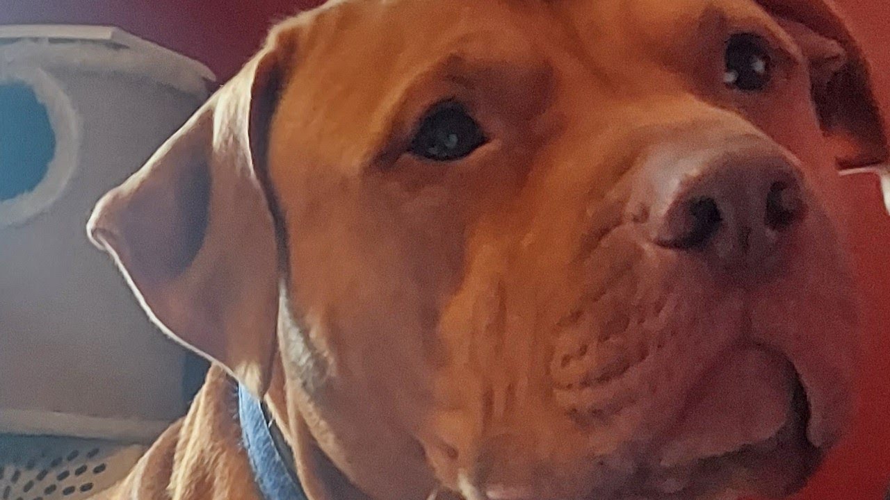 Consejos Para Tener Mejor Vida con su Nueva Mascota!