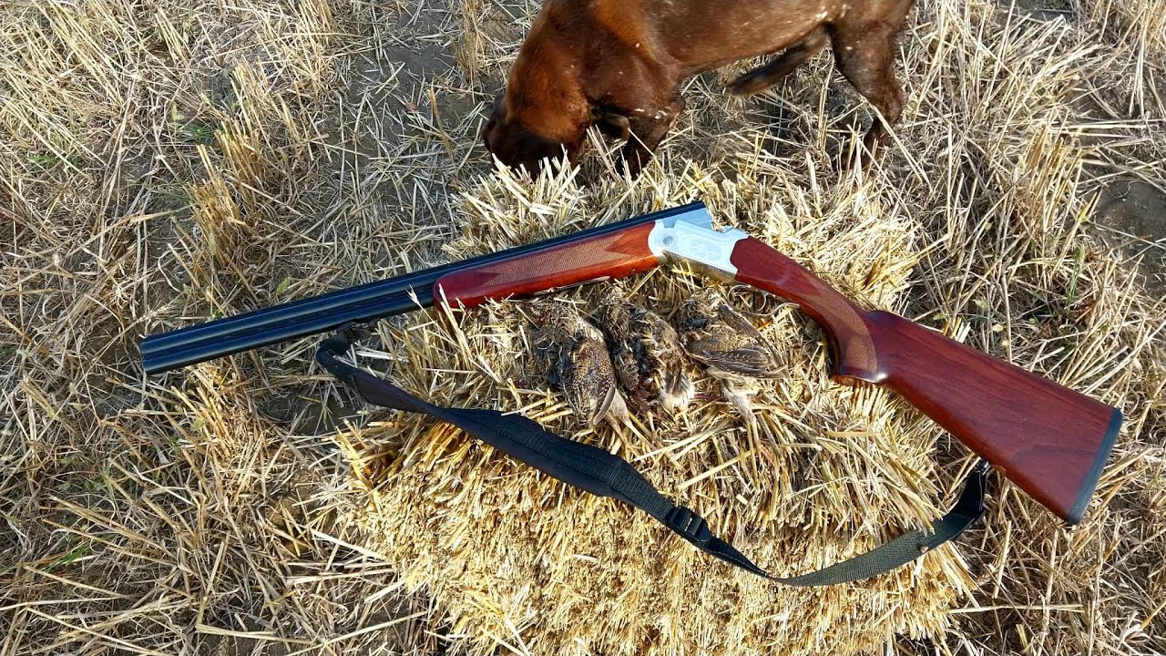 01/09/2025-წ მწყერზე ნადირობა, Yildiz spz M 20 კალიბრით