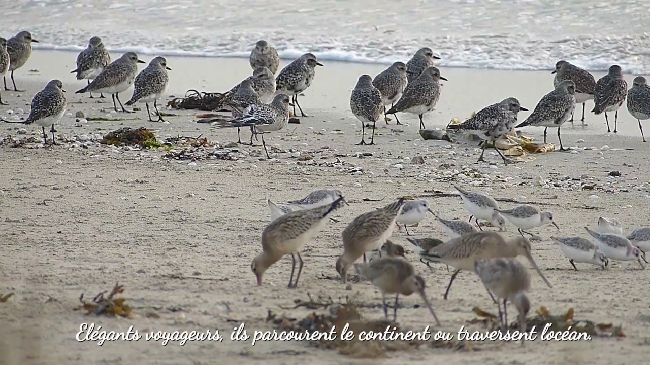 Baie de Goulven sauvage - Migration des limicoles