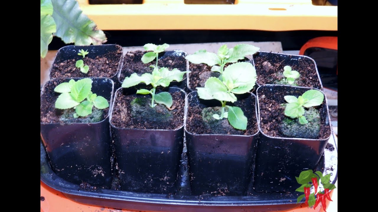 How To Grow Grow Balloon Flower Seeds