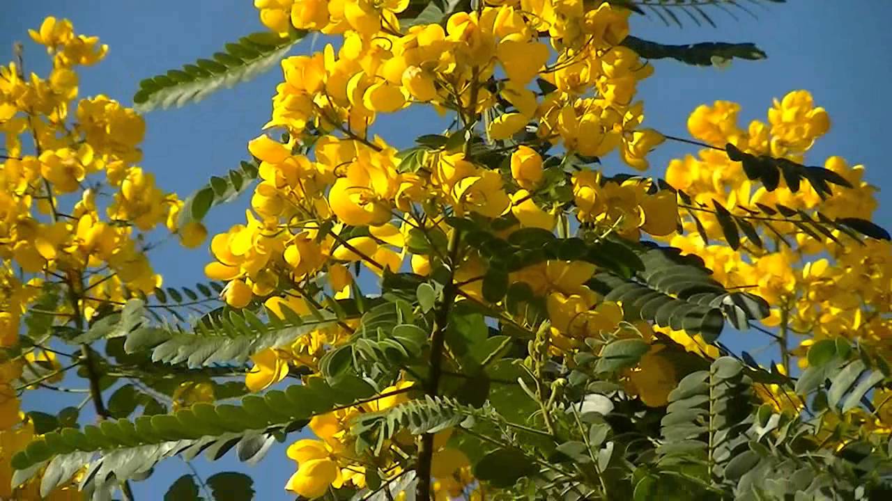 Erva de São João - Planta do Sertão