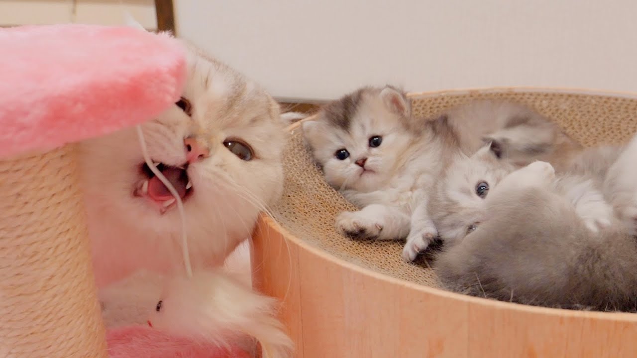 Котята удивляются, когда папа-кот становится слишком одержим кошачьей башней.
