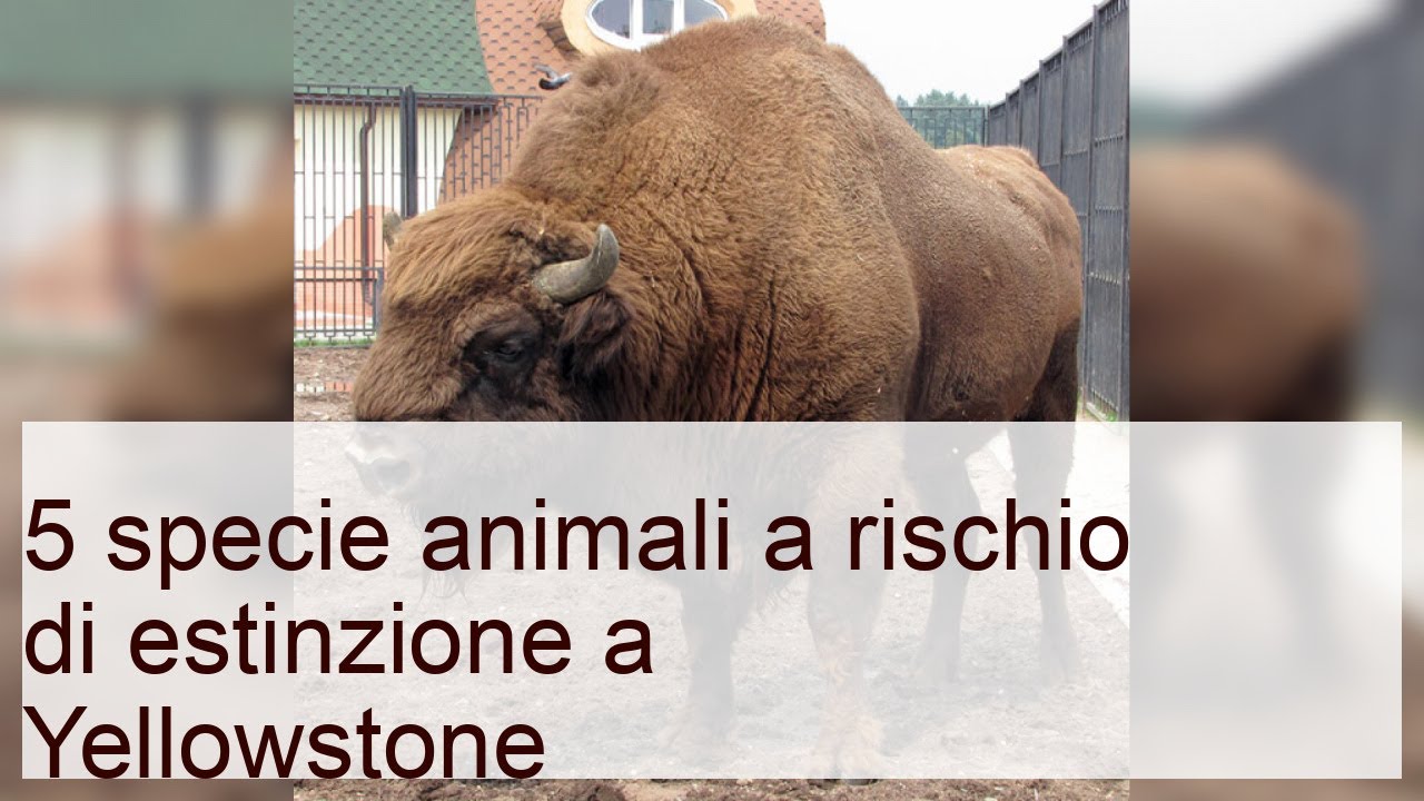 5 specie animali a rischio di estinzione a Yellowstone