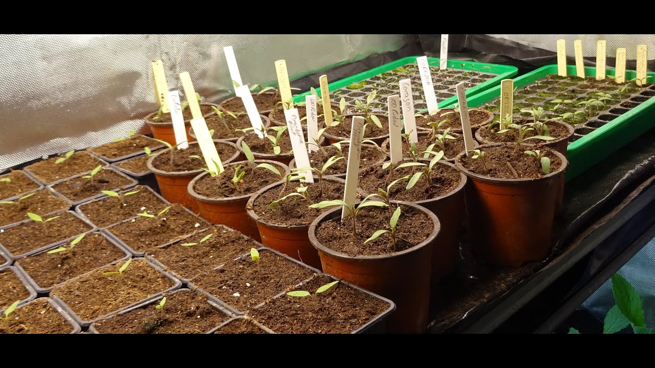 le 27/01/2024 : Comment je rempote mes greffons de tomates ?