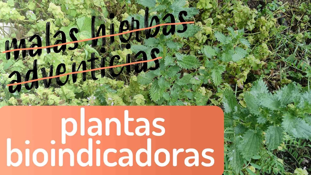 Plantas bioindicadoras y el reservorio de semillas