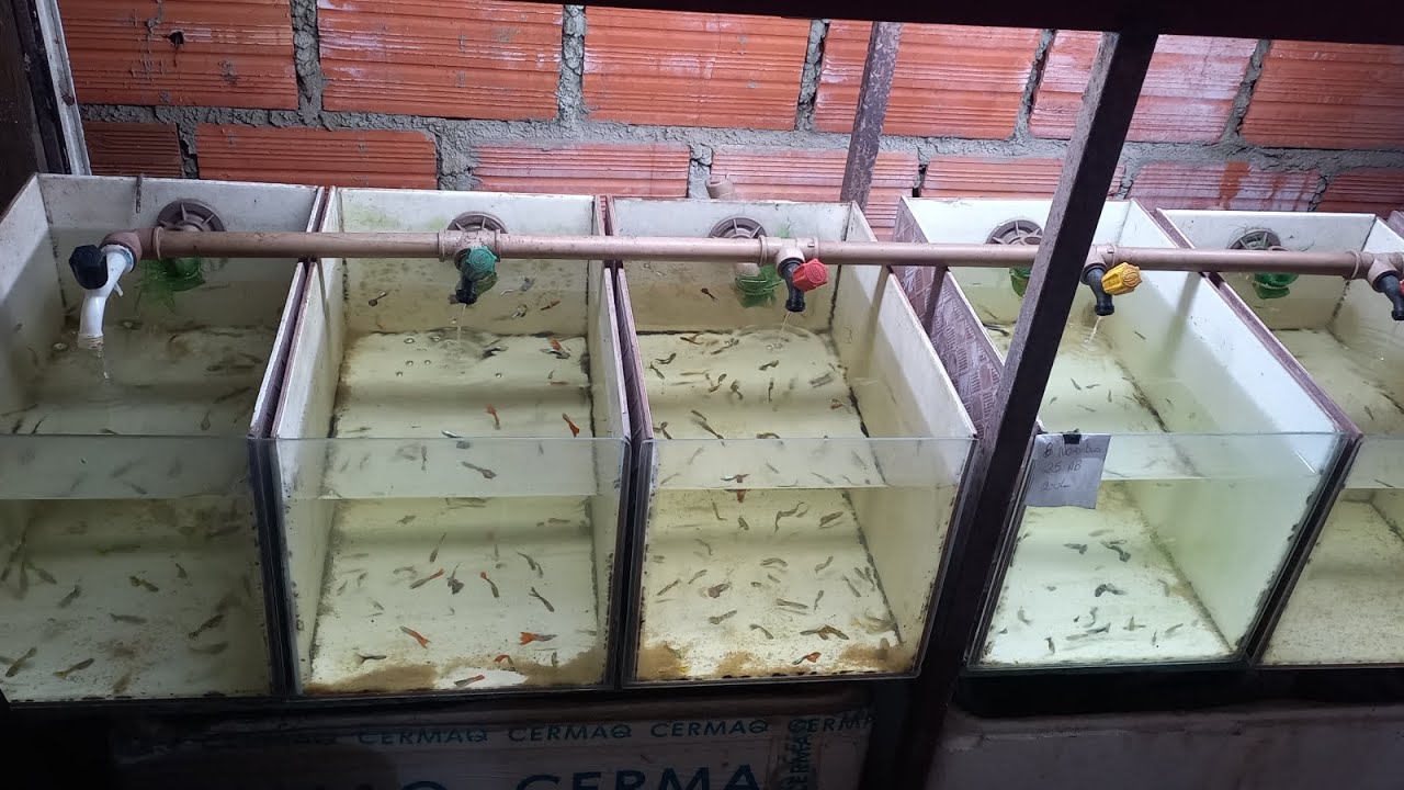 dica muito importante sobre criação de guppy