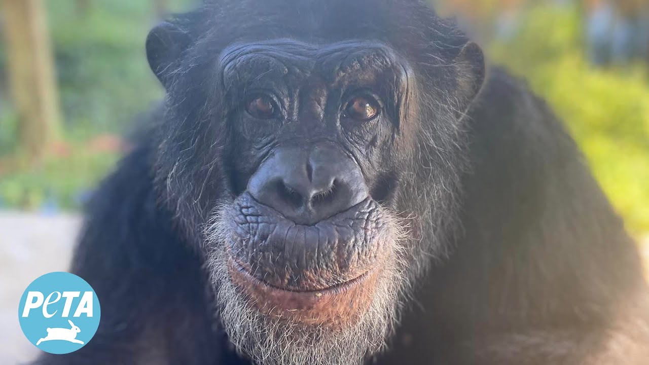 Tonka the Chimpanzee&rsquo;s Story Is Even Wilder Than What You Saw in &lsquo;Chimp Crazy&rsquo;