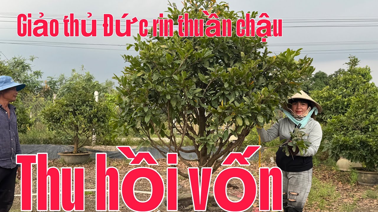 20/01/. Mai vàng chơi Tết. ☎️ 0966979590 👉 ( gặp trinh) bon sai chuẩn. Cây già mùa 