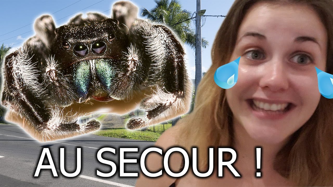 Une ARAIGNEE dans ma CHAMBRE à Tahiti ~ VLOG TAHITI 8