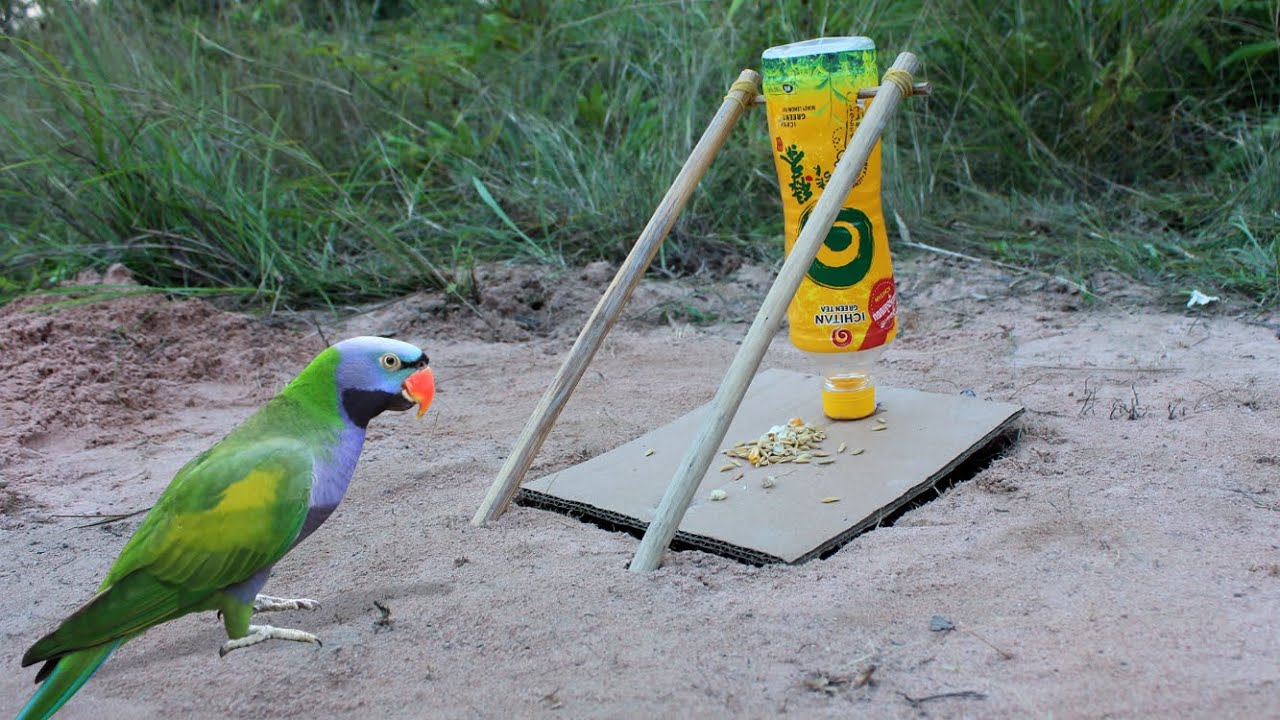 New Method Unique Bird Trap Using Plastic Bottle Wood Cardboard