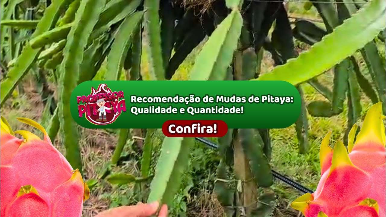 169) Recomendação de Mudas de Pitaya: Qualidade e Quantidade