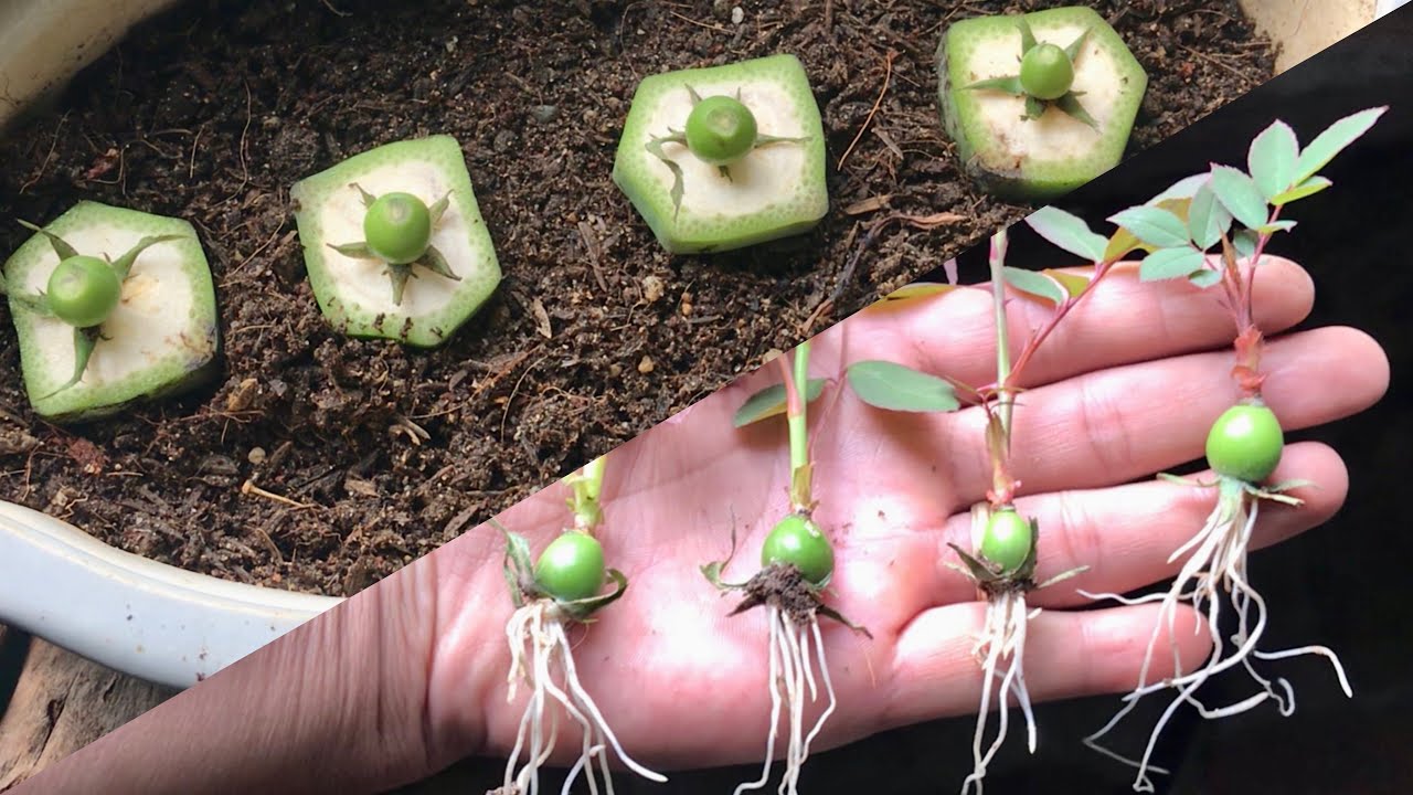 How to grow red roses from flower bud | Easy way grow roses from hips