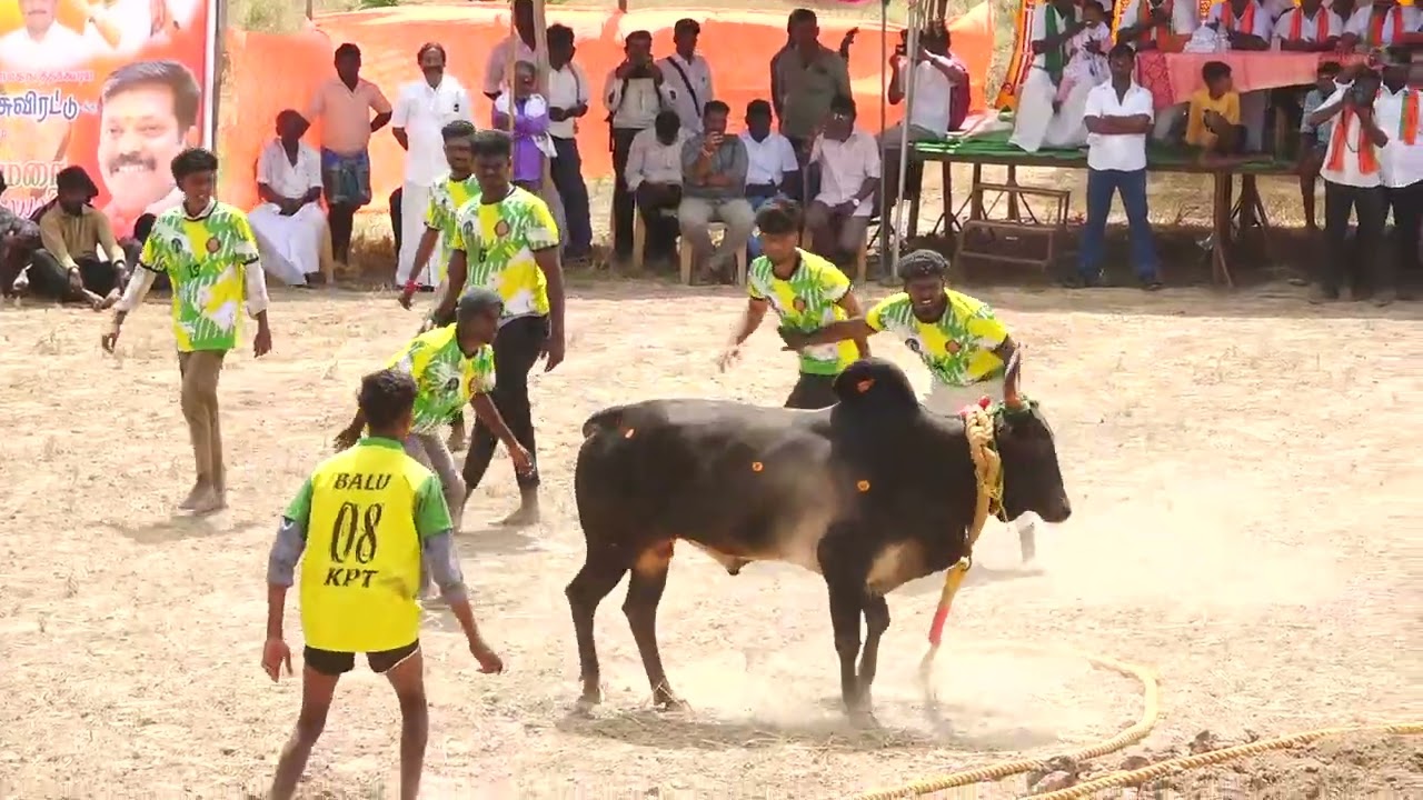 கரடிப்பட்டி KPT நேதாஜி நண்பர்கள் குழு Vs கீழக்கண்டனி தவமணி தேவர் காளி காளை | PK Media