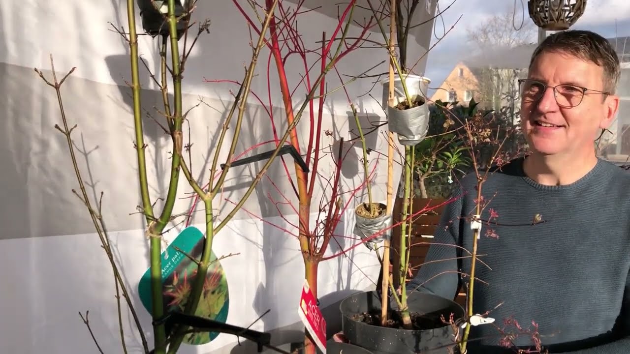 Japanischer Fächerahorn mit Abmoosung am 'Katsura' klein Patrick😁 Pre-Bonsai 2023/03