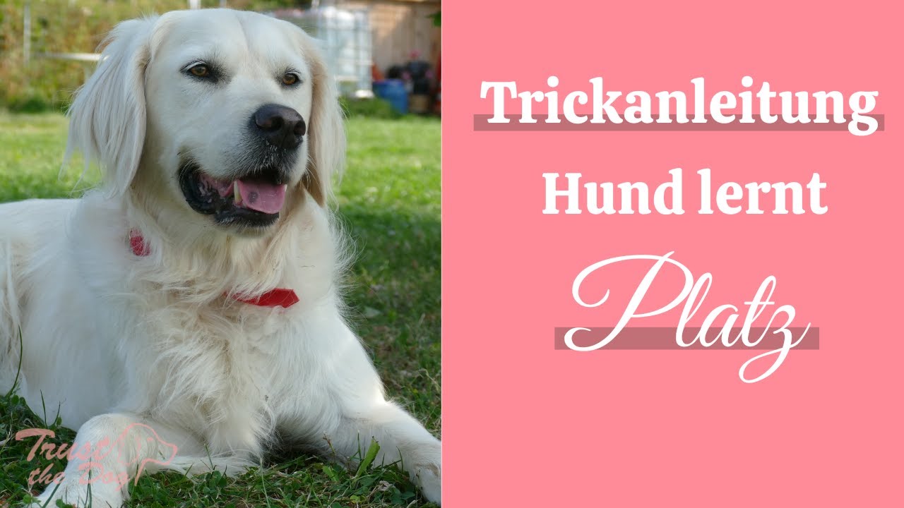 Hund lernt Platz | Wie bringst du deinem Hund ein Platz bei?