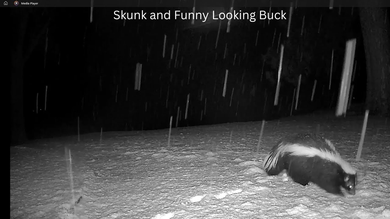Skunk and Funny Looking Buck