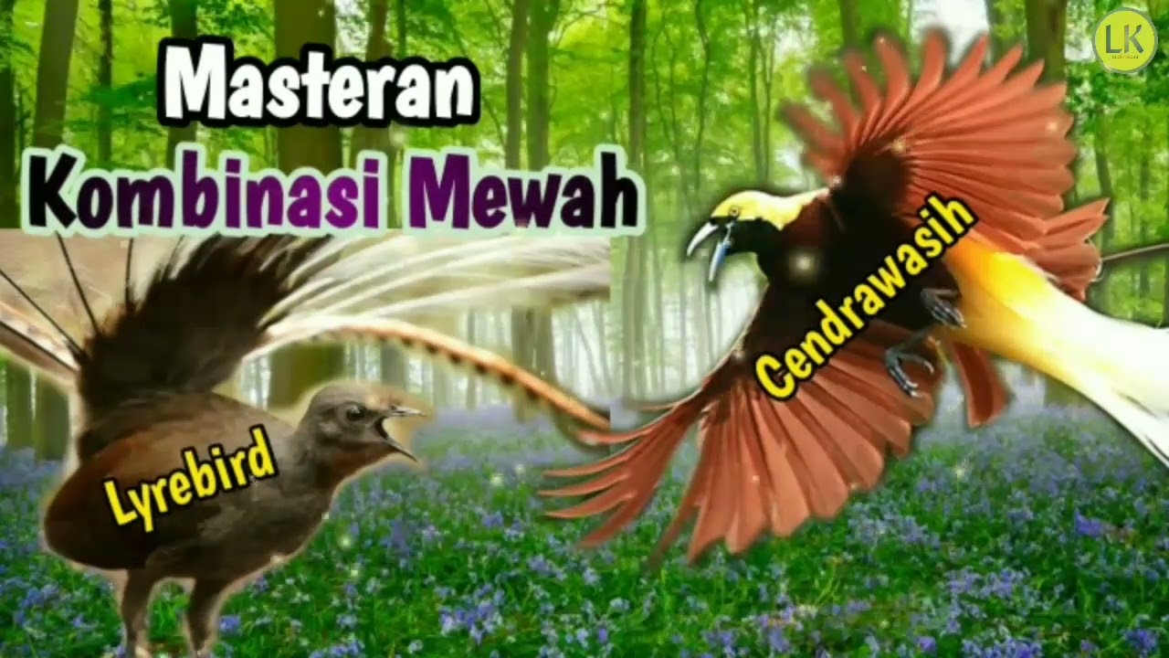 Audio Kombinasi Lyrebird & Cendrawsih || Masteran Istimewah . . .
