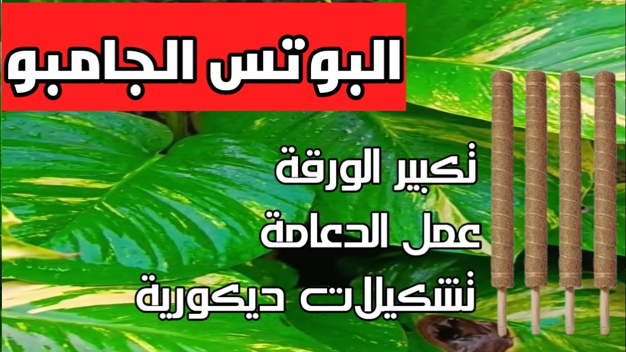 تكبير اوراق البوتس العادية  لحجم البوتس الجامبو وخطوات عمل دعامة تسلق لة وافكار استخدامة فى الديكور