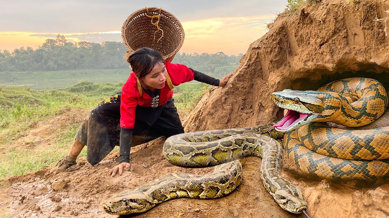 Giant Python Discovered Attacking People | Giant Python Suddenly Attacks People In Banana Forest