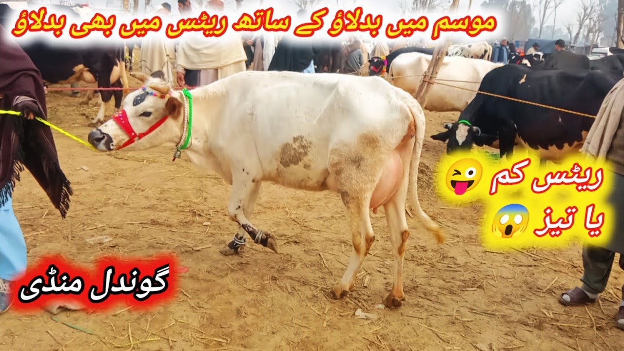Beautiful İmported Pregnant And Milking Fresian And Jersey Cows For Sale At Gondal Maweshi Mandi 