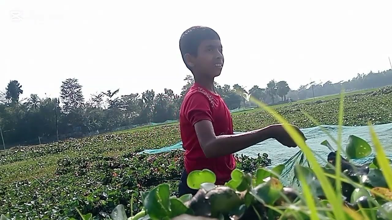আজকে আবার মধ্য বিলের জমিতে রোপন করলাম। আজকে পুকুরের পাসের জমিতে ধান রোপন করলাম।