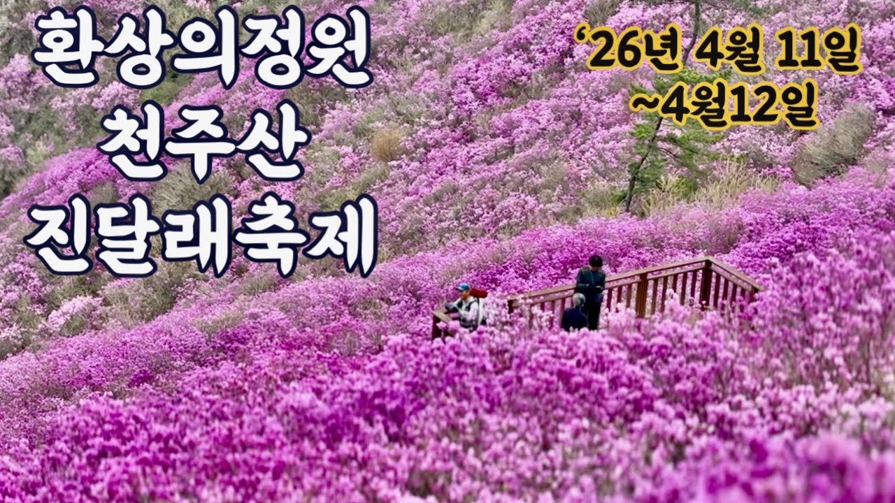 진분홍빛의 향연이 펼쳐지는 천주산 완벽하게 즐기기!