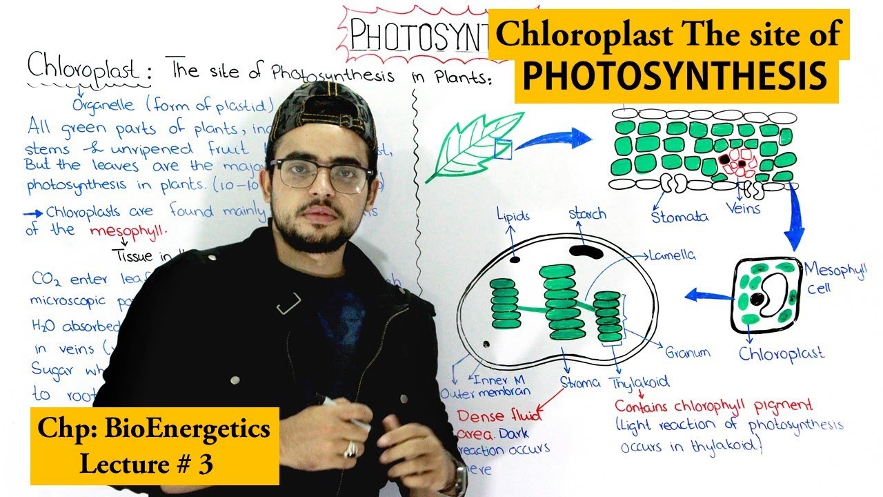 Role of Chloroplast in Photosynthesis