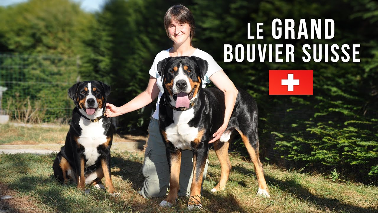 Le Grand Bouvier Suisse