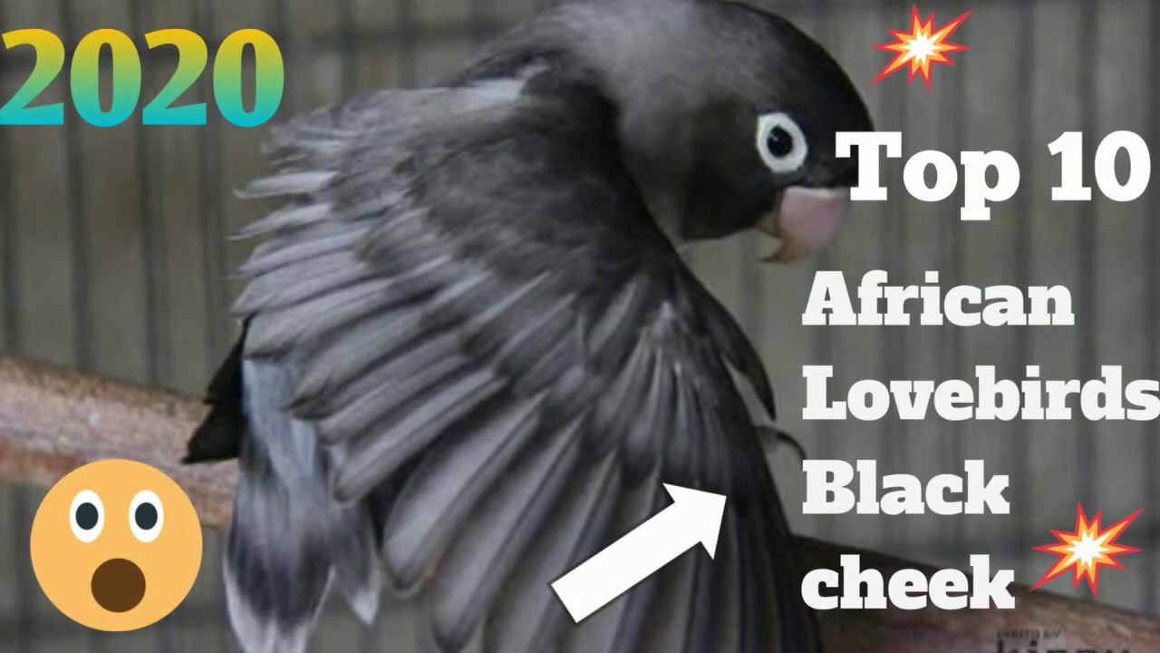 Top 10 Black cheek African Lovebirds