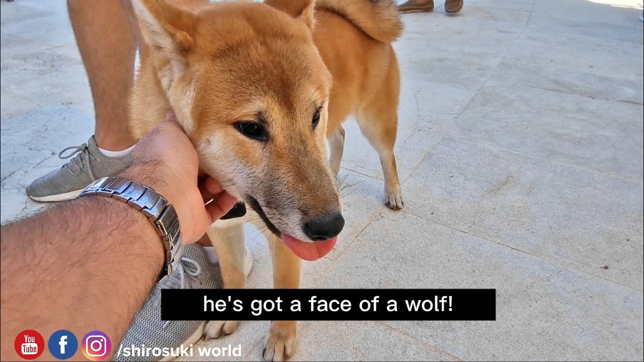 Kai Kenji grew to an unbelievable size!! he outgrew his father at only 7 months old!!!