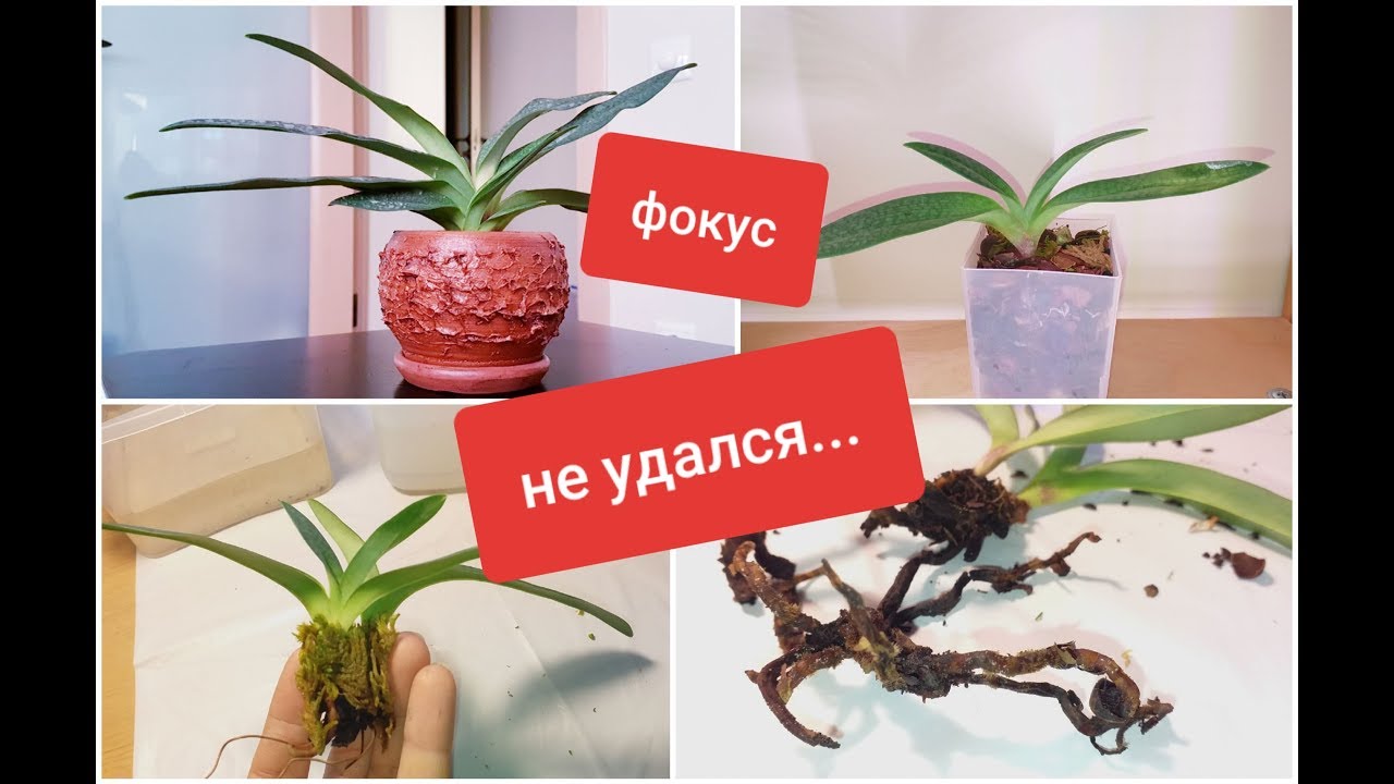 реанимация орхидеи по методу Др. Хуссейна: мое полное ФИАСКО